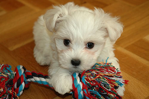 Is your Morkie constipated?