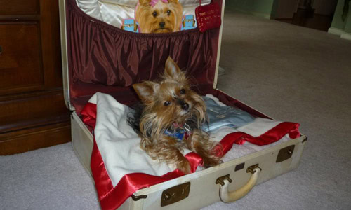 Kennel Cough Vaccine – Yes or No?