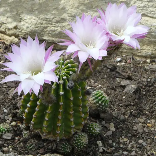 Echinopsis ️ Entretien, Culture Et Conseils Cactus