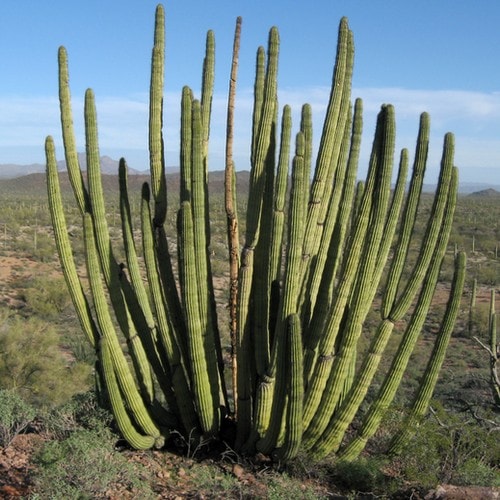 Stenocereus thurberi