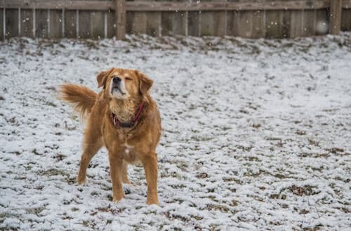 dog outside in winter