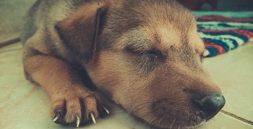 How to trim puppy nails introduce to clippers safely when to cut claws