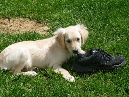 Why do puppies chew on shoes clothes glasses objects with your scent