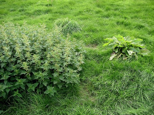 Nettles and Dock Plant http://www.flickr.com/photos/donabelandewen/248798612/in/photostream/