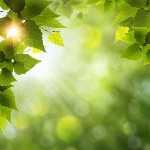 shutterstock_114329404 picture of the sun rays on the trees demonstrating stress reduction and energy