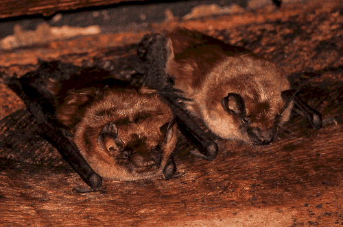 Big Brown Bat big brown bat