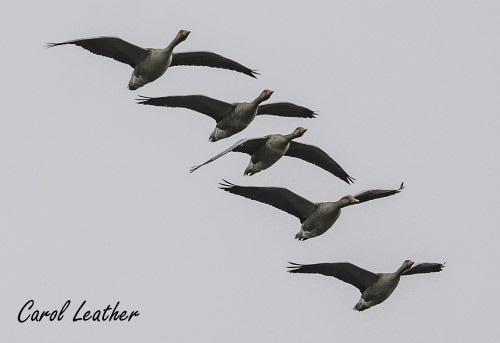 Migrating Greylag Geese migrating greylag geese