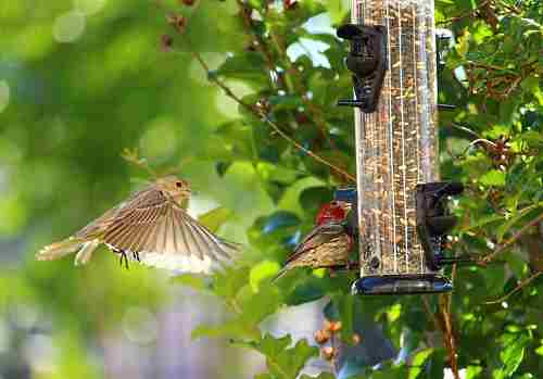 Tube Feeder Filled With Mixed Seed tube feeder filled with mixed seed