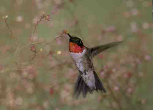 Male Ruby-throated Hummingbird Migrating male ruby throated hummingbird migrating
