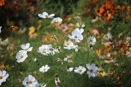 Wildflowers provide the bees with nectars and pollen to make honey