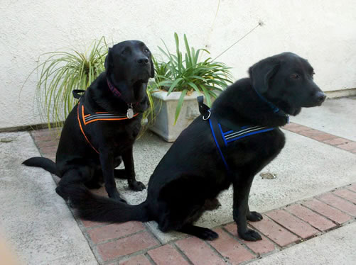 Comfortflex Sport Harness Comfortflex Sport Harness