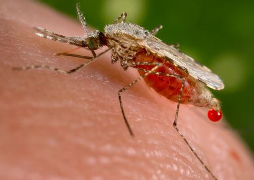 Malaria Mosquito