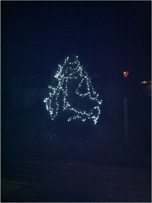 Mein Gartenjahr in zwölf Bildern Tanne mit Lichterkette im Dezember
