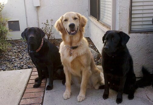 Green Dogs! - Stetson, Apache, and Linus Green Dogs! - Stetson, Apache, and Linus