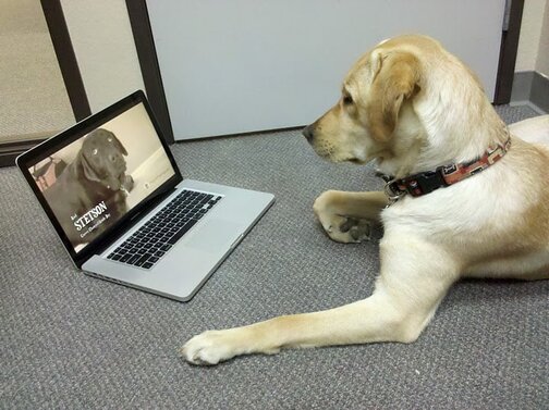 Pet Blogging Pet Blogging