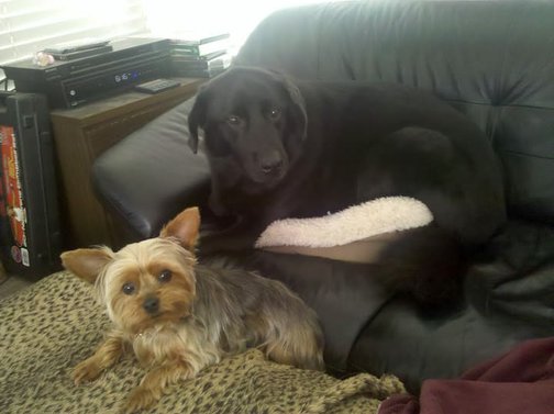 Linus Dog Bed Linus Dog Bed