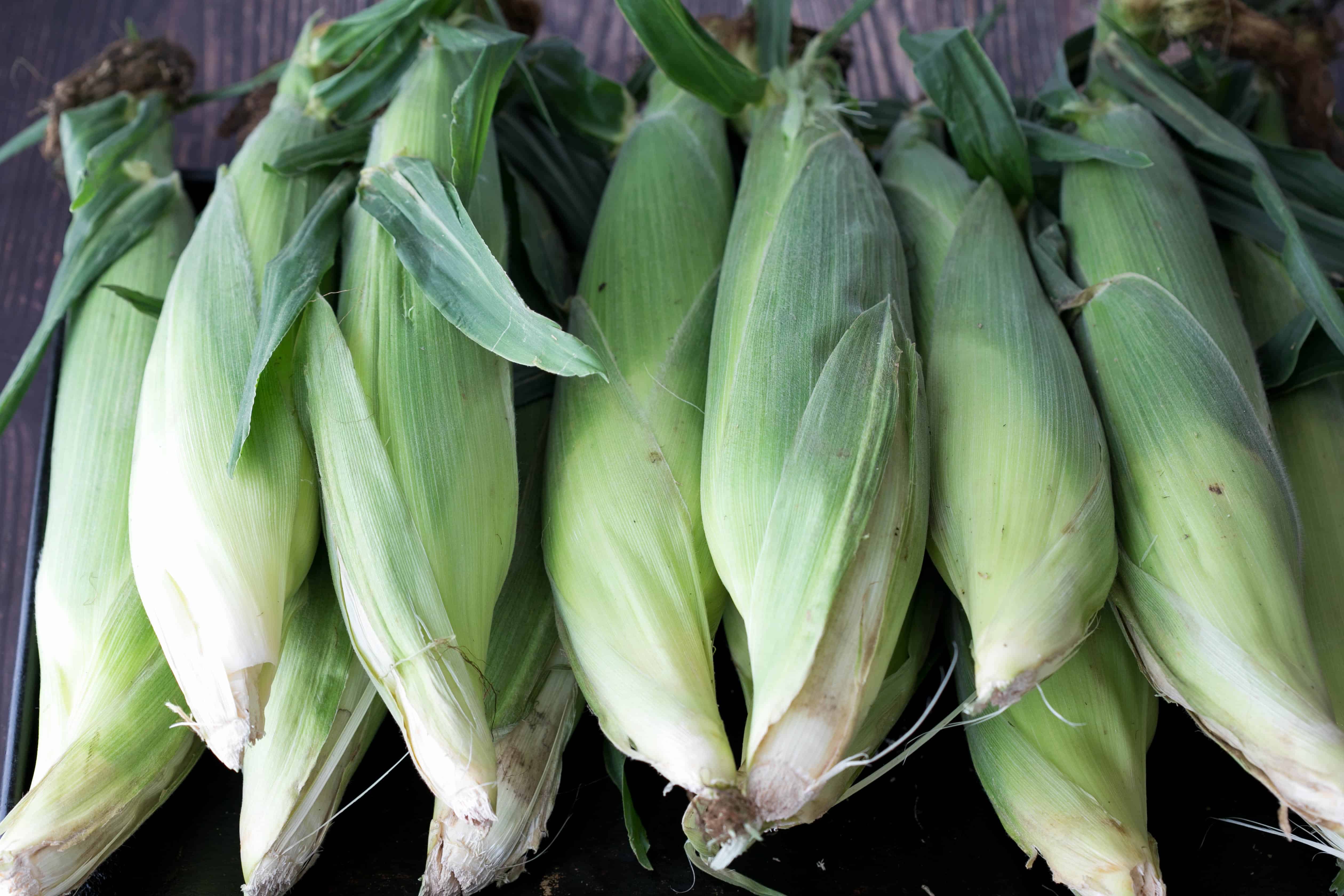 12 ears of fresh corn on the cob