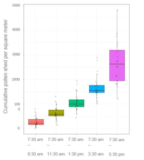 Illustration of cumulative wheat pollen shed behaviour