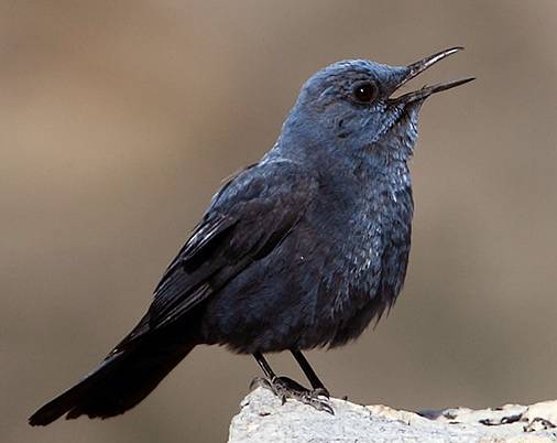Murai bati arung atau Blue rock thrush