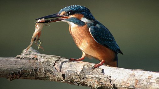Semua jenis burung cekakak termasuk burung yang dilindungi