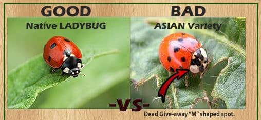 Ladybug Pest Control Services