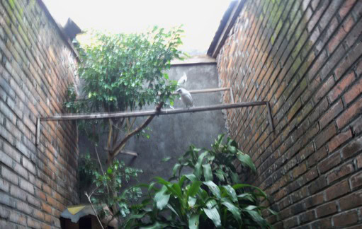 Kandang penangkaran Lintangsongo BF Kandang penangkaran burung Lintangsongo BF