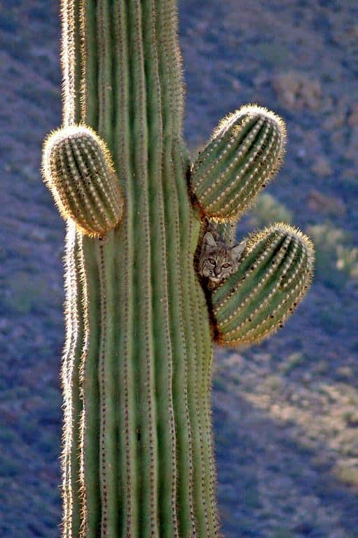 A bobcat sits nestle on the arm of a Saguaro cactus. Organ Pipe Cactus National Monument. NPS photo, public domain.