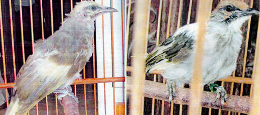 INILAH GAMBAR BURUNG CUCAKROWO YANG DIKLAIM ALBINO, MASING-MASING UMUR 2 BULAN (KIRI) DAN UMUR 6 BULAN.