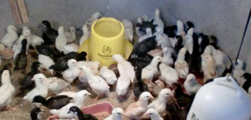 AYAM KAMPUNG SUPER KINI MAKIN DIMINATI