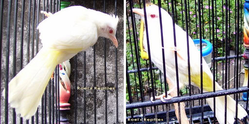 BURUNG TRUCUKAN ALBINO