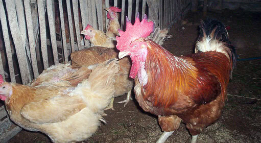 AYAM LINGNAN DISEBUT-SEBUT SEBAGAI AYAM KAMPUNG SUPER ASAL CHINA