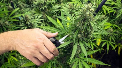 trimming cannabis ready to harvest