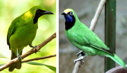 cucak-ijo-alas Habitat Cucak Ijo