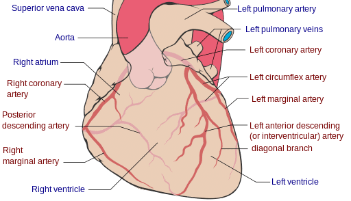pulmonary system definition coronary arteries