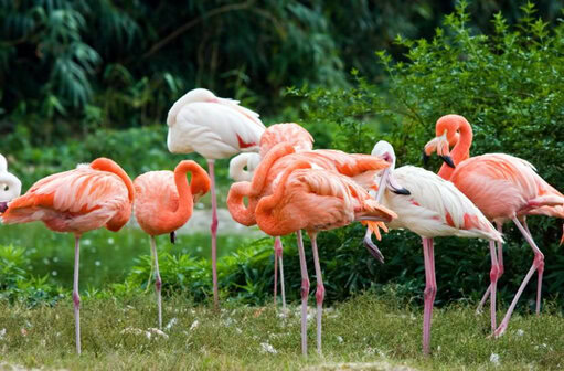 BURUNG FLAMINGO