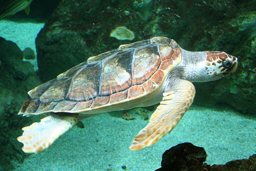 What Turtles Can Teach Us Article Animaplates