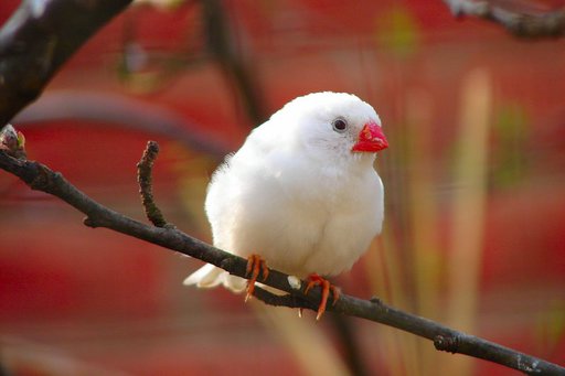 Zebra finch putih ( White zebra finch )