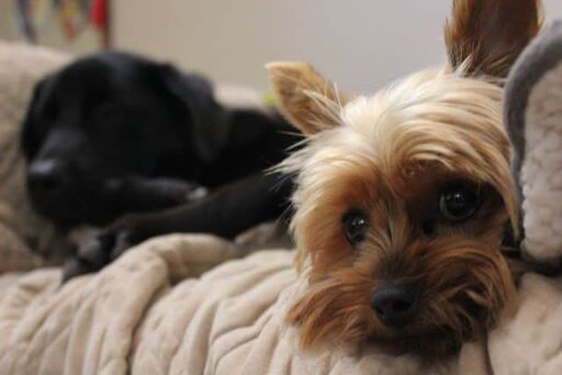 Yuki the Yorkie - Our little house guest Yuki the Yorkie - Our little house guest