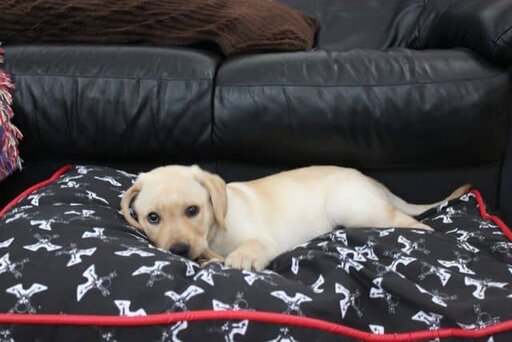 Toby PetSmart Dog Bed