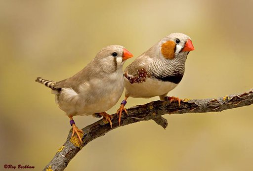 Zebra finch warna coklat kekuningan ( Fawn zebra finch )