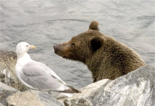 Stare Bear Stare Bear