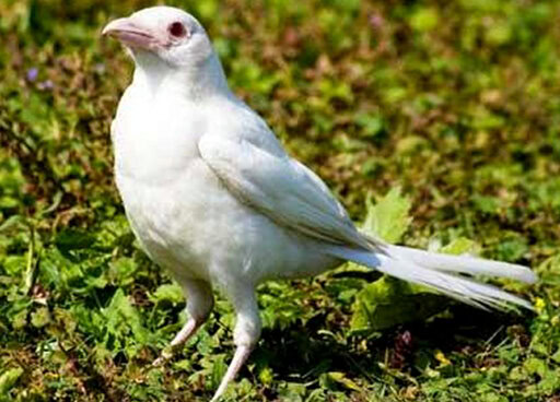 WELEH.. WELEH.. KACER PUN BISA ALBINO