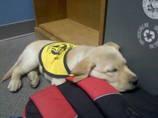 Dublin Guide Dog Puppy Dublin Guide Dog Puppy