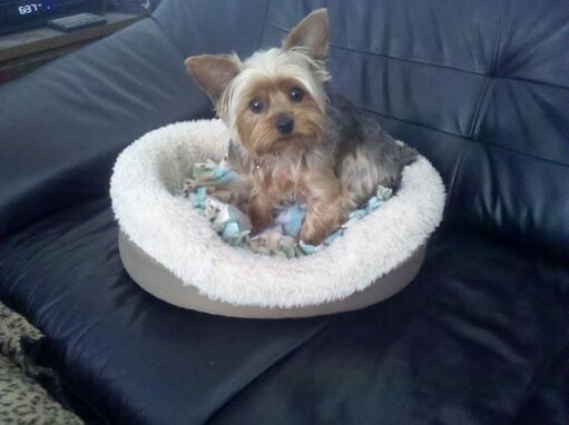 Yuki Dog Bed Yuki Dog Bed