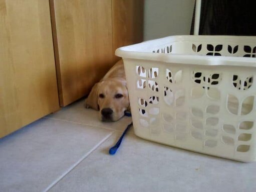 Puppy Laundry Day Puppy Laundry Day