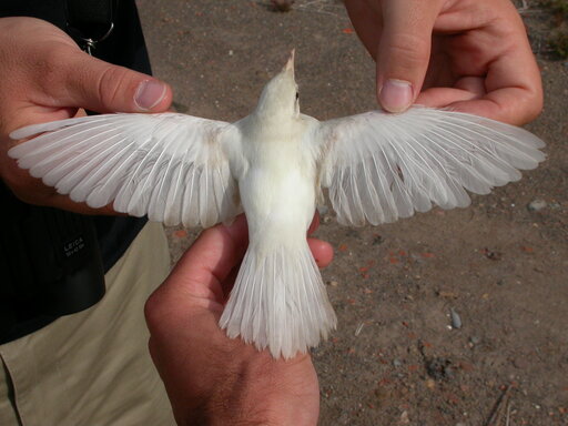 BURUNG ALBINO: KEHILANGAN PIGMEN MELANIN MEMBUAT WARNA BULUNYA PUTIH.
