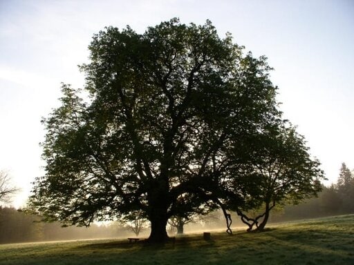 Tree_in_Dun_na_Rí_Forest_Park,_near_Kingscourt,_Co._Cavan_-_geograph.org.uk_-_995732 http://www.geograph.org.uk/photo/995732