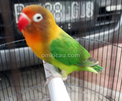 Lovebird Unique