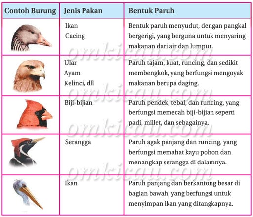 Bentuk Paruh Burung Bentuk Paruh Burung