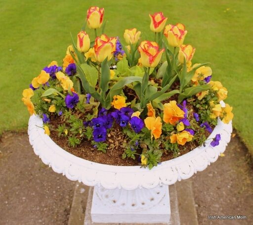 Dublin's Tulips And Pansies Dublin's Tulips And Pansies